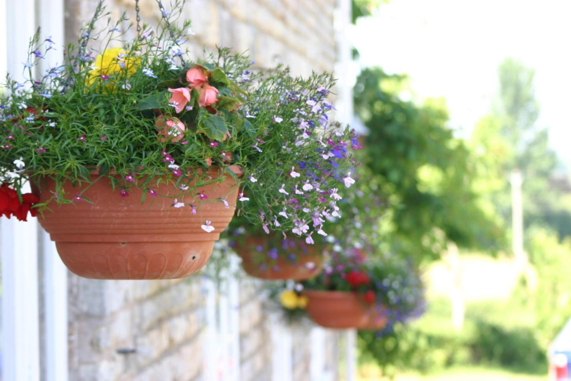 Crossways Hotel Wells Exterior foto Flower pots